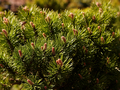 Pinus uncinata Compacta IMG_3910 Sosna hakowata
